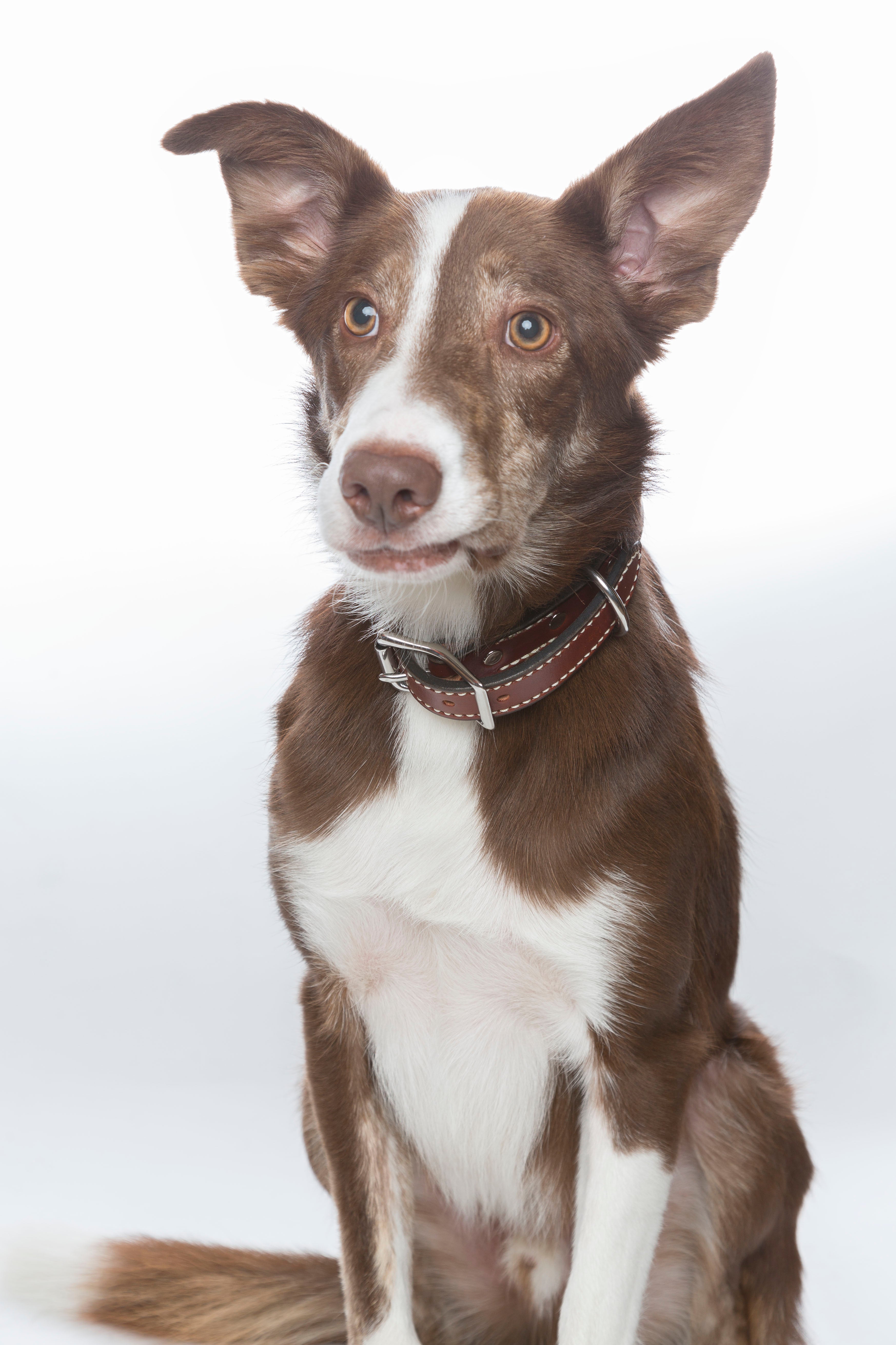 St. Louis Custom Dog Collars Collar / Medium Narrow